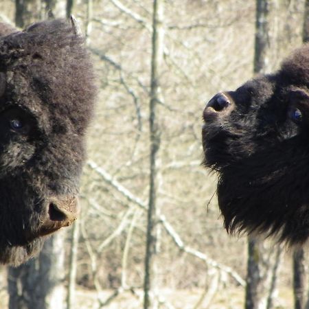 Parc animalier du Hérisson Villa Doucier Esterno foto