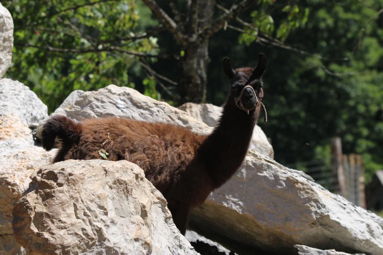 Parc animalier du Hérisson Villa Doucier Esterno foto